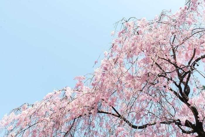 《夢占い》夢の中に桜が出てきた時のメッセージを解読！