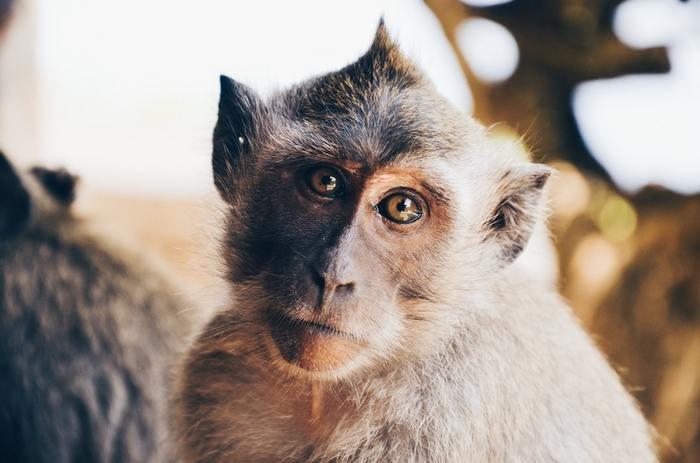 動物占いで猿の男性ってどんな人？基本性格をチェック！