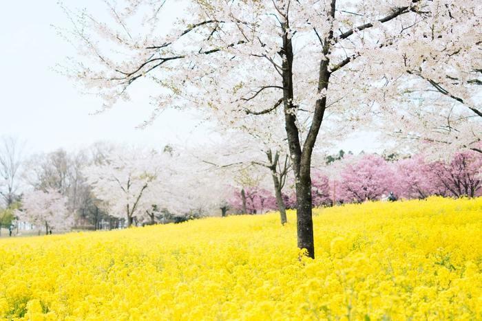 夢の中に庭が出てきた！庭の夢を見た時の意味と心理