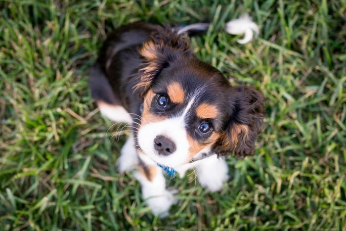 子犬が夢に出てきた時の基本的な夢占い