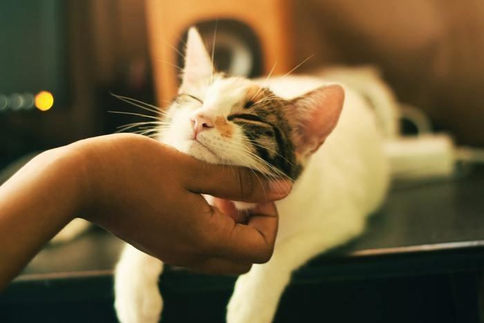 犬や猫などの動物の話