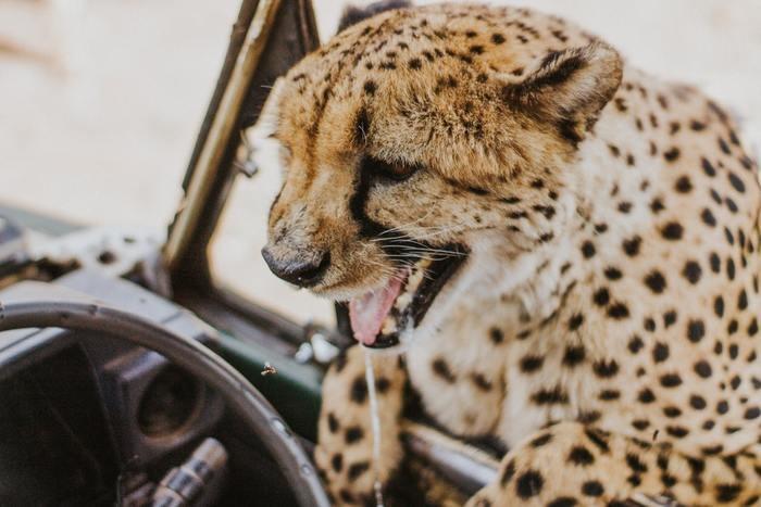 【動物占い】チーターの性格は？他の動物との相性はどうなの？