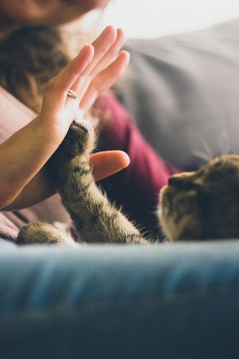 こじかの女性と猿の男性の相性のいいポイントは？