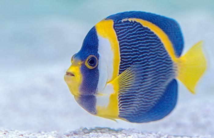 4位 魚座