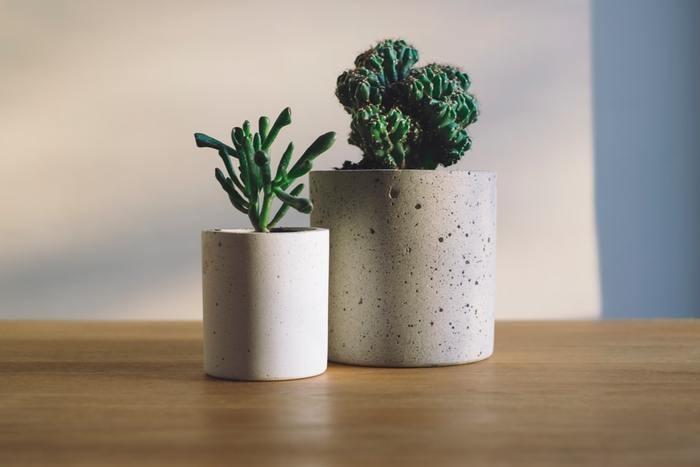 恋愛が長続き！観葉植物に長いリボンを飾る