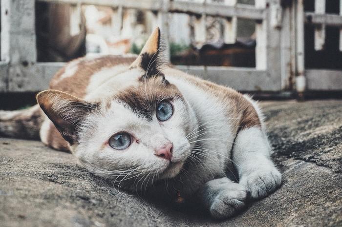 猫を飼うと婚期が遅れるって本当なの？