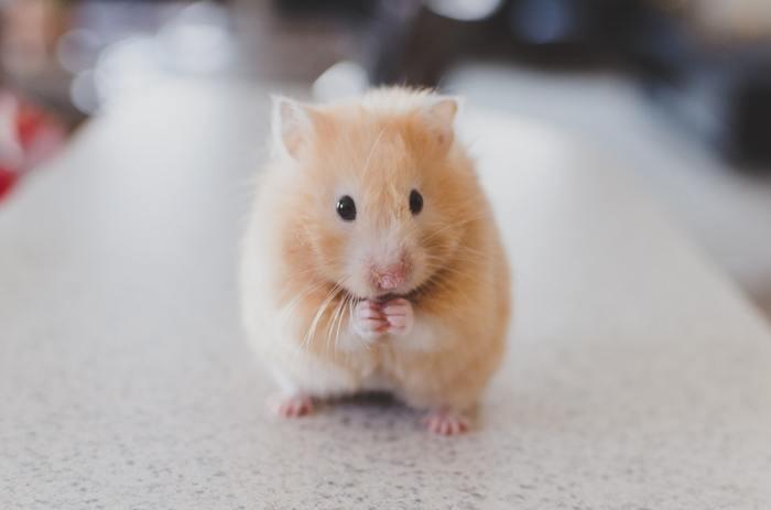 動物占いでのたぬきと他の動物との相性！動物別攻略法！