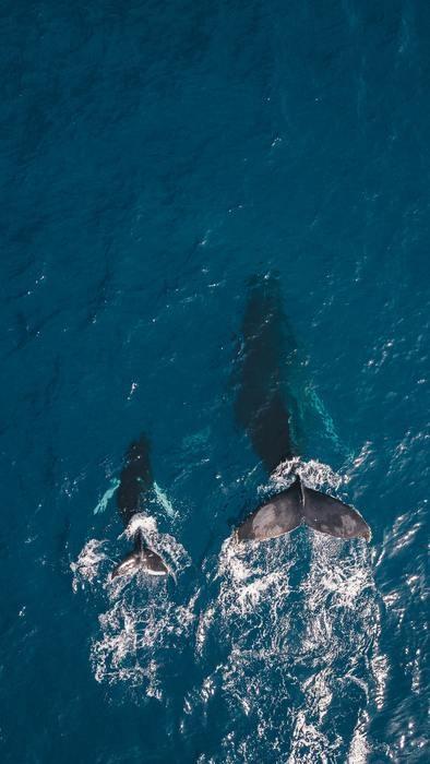 クジラの赤ちゃんを見る夢