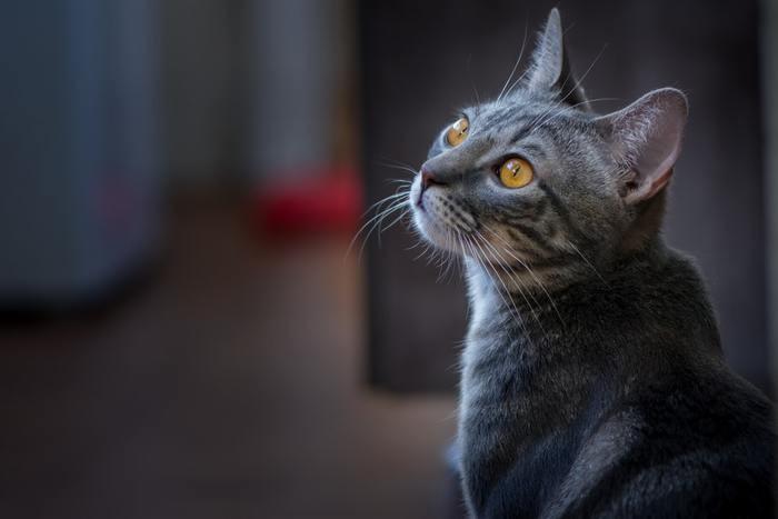 夢占い！《状況別》子猫が夢に出てきた時の意味と心理を徹底分析