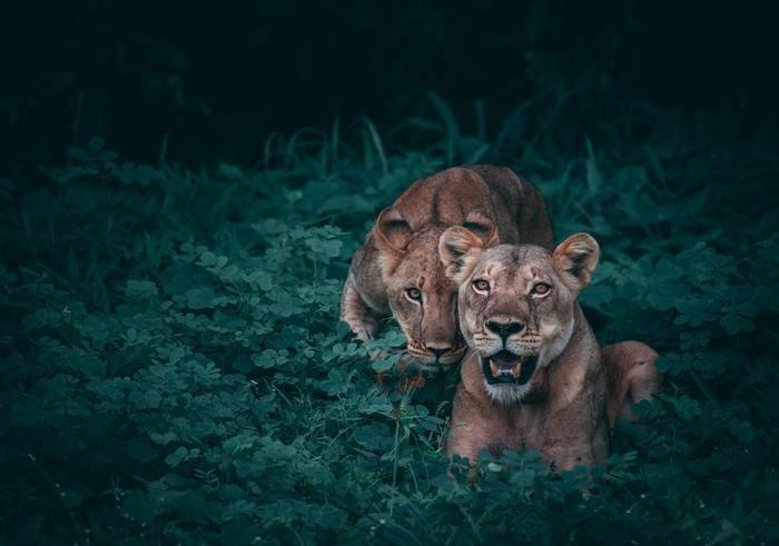 動物占いでライオンの女性ってどんな人？基本性格をチェック！