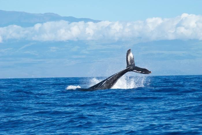 クジラが夢に出てきた時の基本的な夢占い