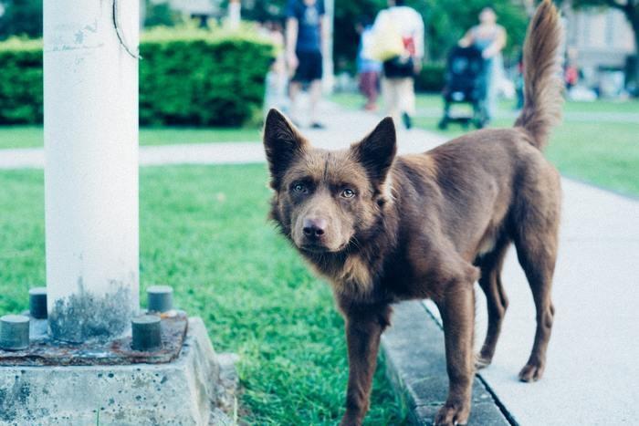 犬みたいなかわいい彼氏！彼女を癒す10の特徴をご紹介します！