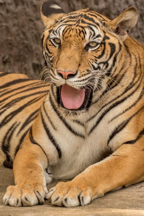 動物占いで虎の女性とチータの男性の基本的な相性は？
