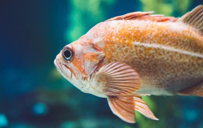 田んぼの中に魚がいる夢