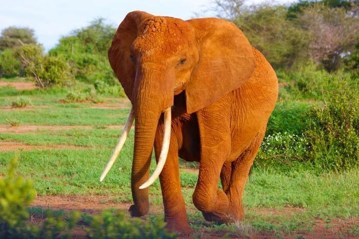 動物占いでのゾウと他の動物との相性！動物別攻略法！