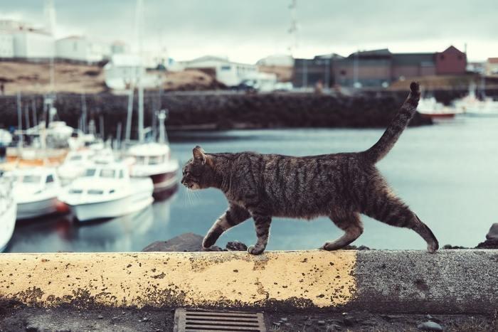 猫になる夢を見た時の基本的な夢占い