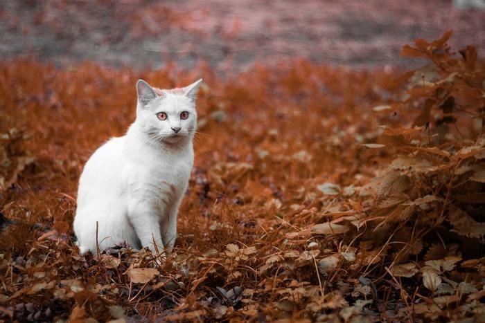 猫が夢に出てきた時の基本的な夢占い