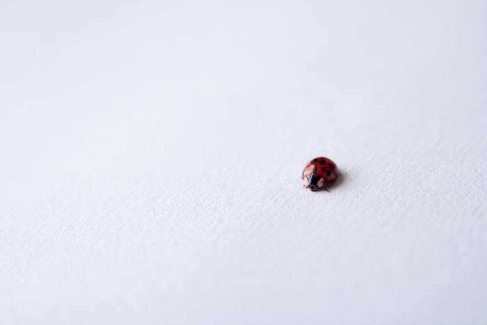 毎日の生活の中に良いことや幸せなことを見つける