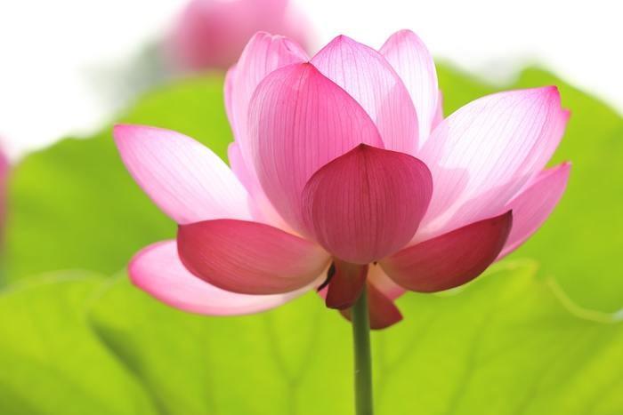 福岡の透視が当たる霊能者・占い師 「千寿庵」