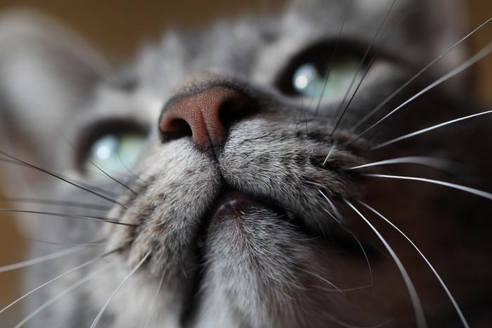 夢の中で猫に噛まれた！その意味と心理