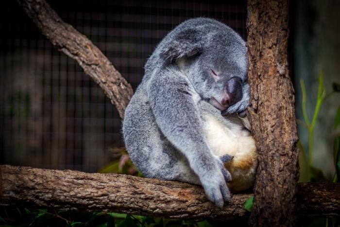 【動物占い】コアラの基本的な性格・恋愛傾向！他の動物との相性もご紹介！