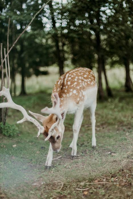 動物占いでこじかの女性ってどんな人？基本性格をチェック！