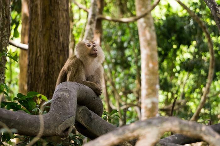 動物占いで猿の女性ってどんな人？基本性格をチェック！