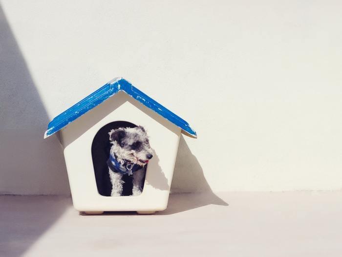 独身で犬を飼う人のタイプや傾向は？