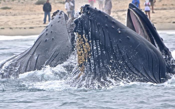 クジラが浜に打ち上げられる夢