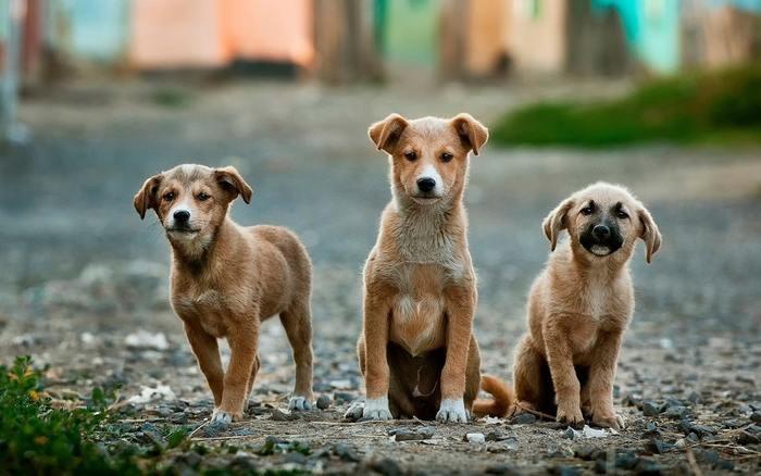 動物占いで狼の女性とひつじの男性二人が友達関係になった場合の相性は？