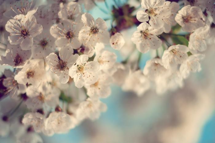⑦樹齢750年！久遠寺のしだれ桜
