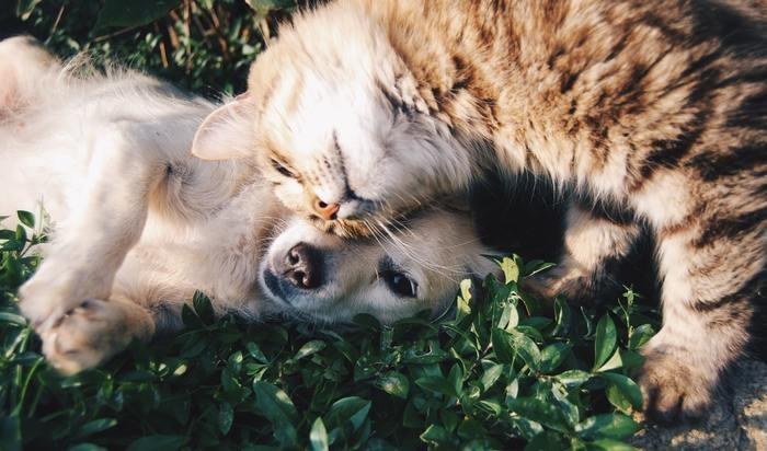 猫カフェ・犬カフェなど動物と触れ合えるところ