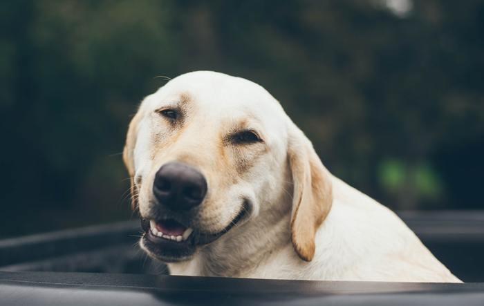 夢の中に犬が出てきた！犬の夢を見た時の意味と心理