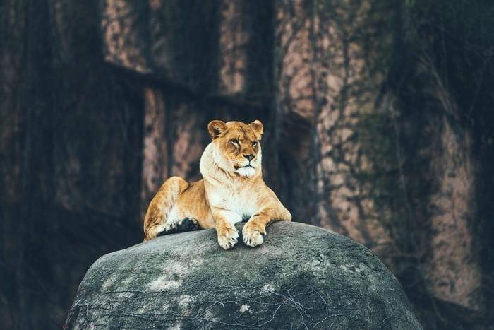 獅子座の女性ってどんな人？基本性格をチェック！