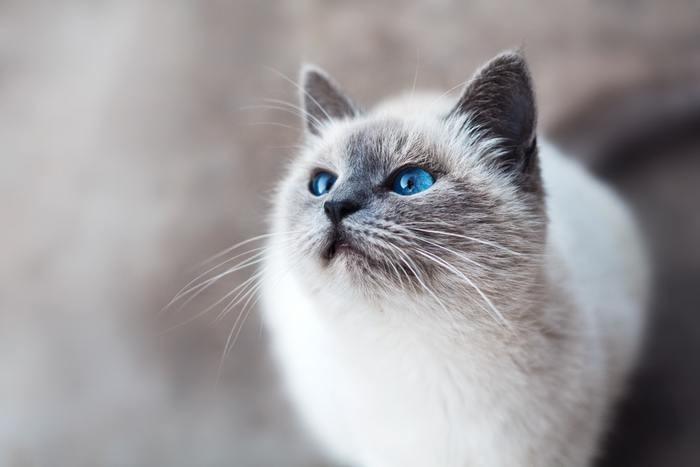 「猫帰ってくる」おまじない9選！簡単で即効性が高くて絶対叶う！強力なおまじないを厳選しました