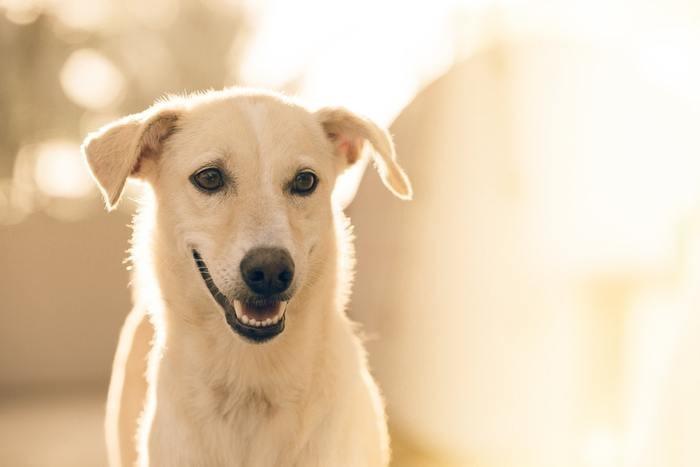 《夢占い》夢の中に犬が出てきた時のメッセージを解読！