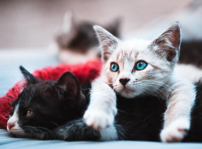 子猫が夢に出てきた時の基本的な夢占い