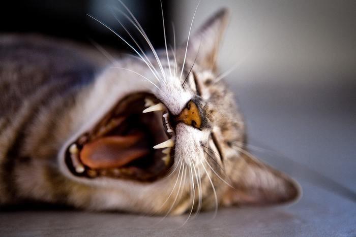 三毛猫の子猫の夢