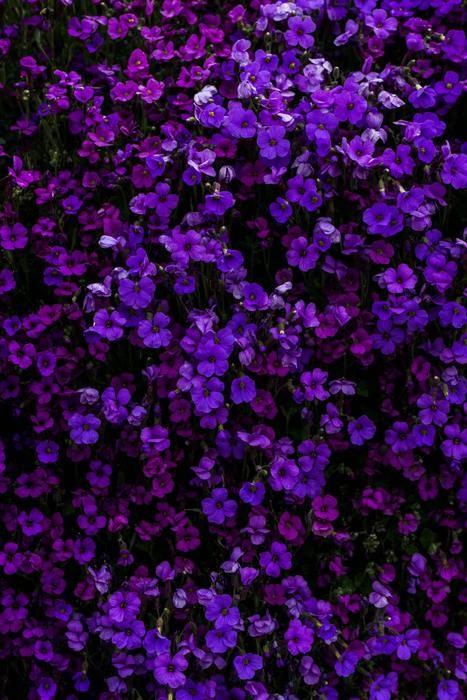 花凛先生のプロフィール