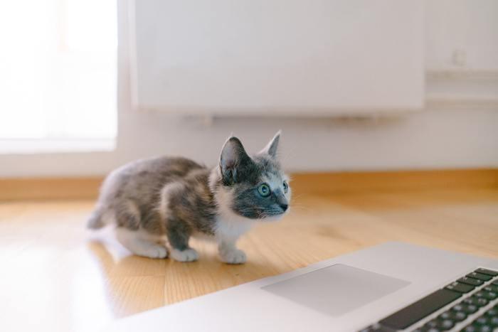 パターン別に夢占い。子猫が出てくる夢の意味/心理を解説
