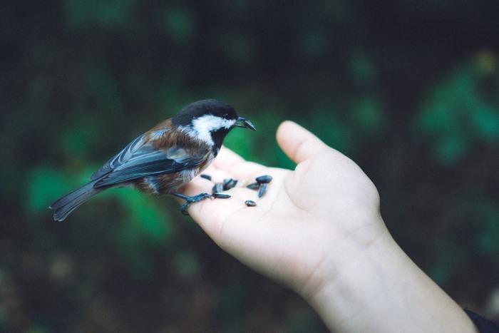 2. 鳥を捕まえる夢