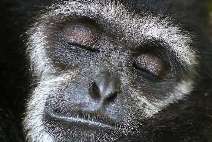 動物占いで猿の男性ってどんな人？基本性格をチェック！