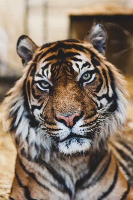 動物占いで虎の女性ってどんな人？基本性格をチェック！