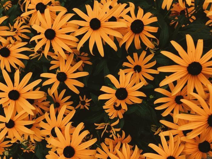オレンジ色の花の夢