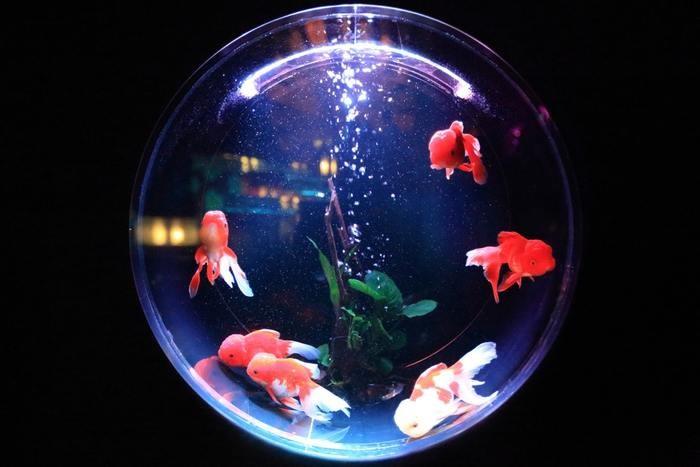 夢占い！夜の水族館にいる夢