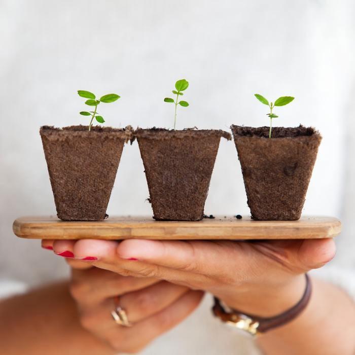実のなる植物と小さなリボンで恋愛運アップ