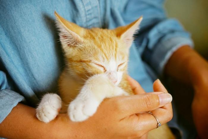 子猫を抱っこする夢