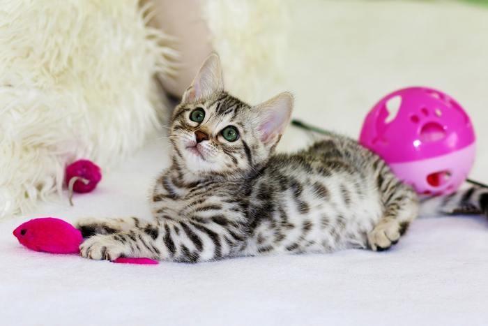 夢占い！《状況別》子猫が夢に出てきた時の意味と心理を徹底分析