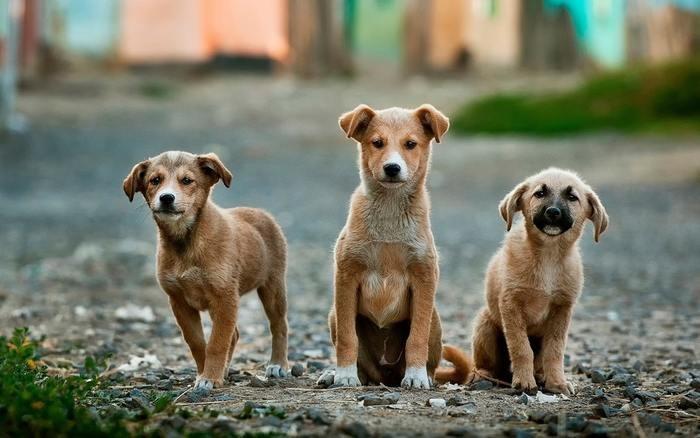 パターン別に夢占い。犬を飼う夢の意味/心理を解説
