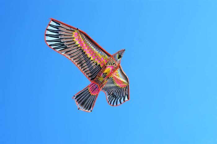 鳥が夢に出てきた時の基本的な夢占い